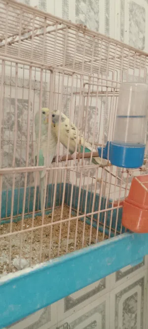 كوبيه تبارك الله