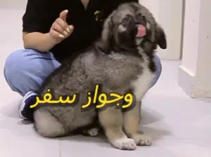 كـــــــــوكيجيان شــــيبرد....الــــراعي القـــــوقازي جراء ذكور  واناث موضح بالفيديو