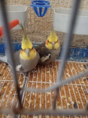 فحلين كوكتيل حبشي جاهزات الصلاة عنبي للبدل على جوز روز منتج