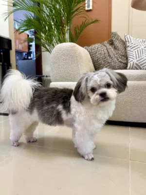 Cheh tzu  male  1 year old  registered and fully vaccinated friendly  play with children