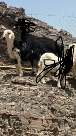 للبيع كبش نجدي