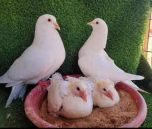 حمام فرنسي