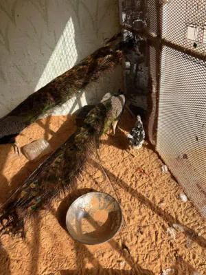 طاوس زوز ذكورة للبيع لاعلى سعر ريش ربي يبارك