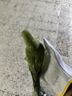 Tamed green parrot 1 year old
