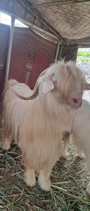تيس للبيع من حلال الرحوب