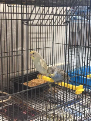 طير بادجي اثنين أليفين جدا للبيع مع القفص كبير.