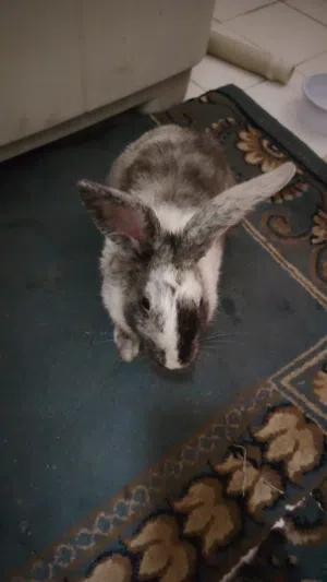 rabbit female