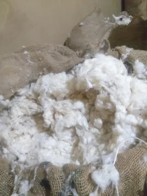قطن بلدى درجه اولى ممتاز تعبئه فلاحين وايس مصنع