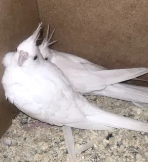 كوبل كالوبسيت البينو عين حمرا