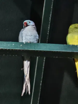 ذكر درة ازرق شغال