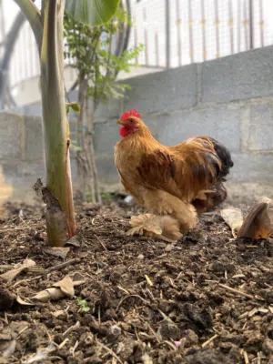 ديكين و دجاجه كوشن قزم بيور وفرخين ابيض و بني