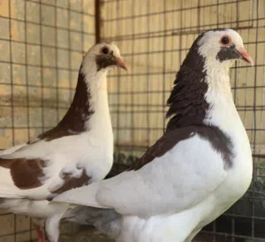 للبيع زوج حمام لاحم الوزان ما شاء الله شاهد الوصف باقي تفاصيل