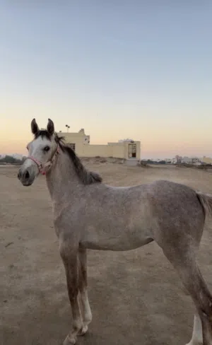فلوه مخلوطه
