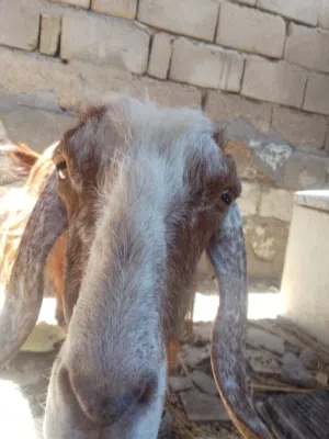 صخله شامي وراكبه للبيع