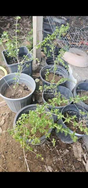 زعتر عماني بري شتلات ترقيد ارضي    ينقل