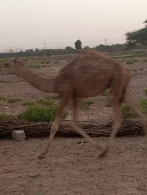 للبيع قعدان زينات لحم او تربيه اقر الوصف مهم سعر الكبير 460 قابل و سعر صغير 270 قابل الجاد له طيبة