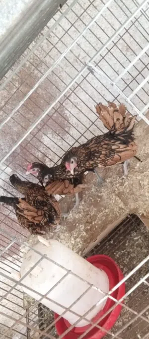 3 دجاجة 2 وديك