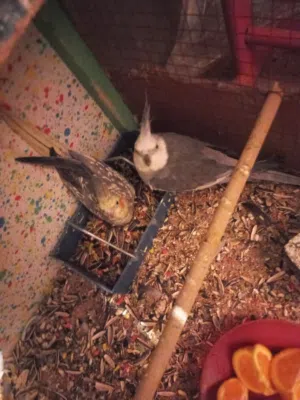 طيور كوكتيل البيع صحه جيده