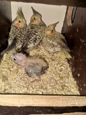 فراخ كوكتيل جامبو مخاليف روز