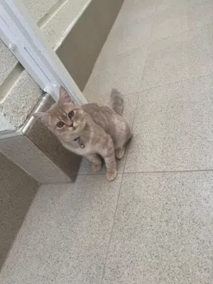 للبيع قطط اناث