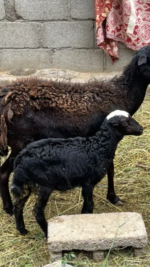 شاه و جاعده تحتهن مواليد