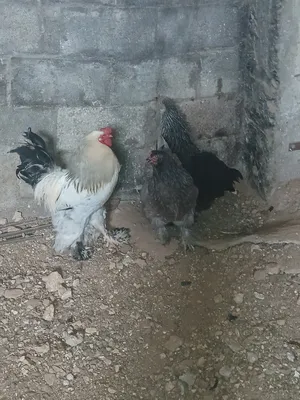 ‏دجاج‏3