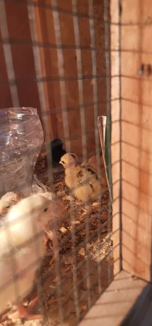 دجاج لحم وبراهمه وعربي للبيع