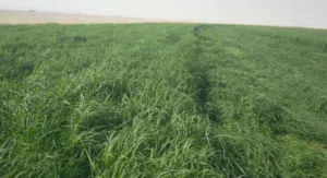 Farm Land for Sale in Dhofar Thumrait