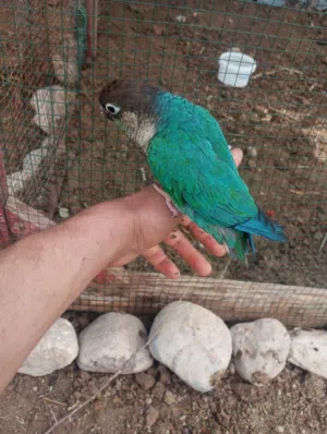 كنيور أليف رجله معوقه