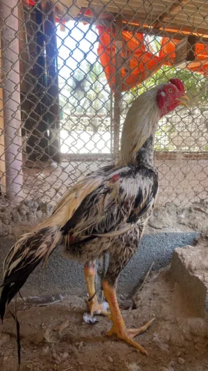 يوجد لدينا ديك باكستاني اصل سميننن ماشاء الله