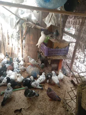 موجود 15جوز حمام بلدي