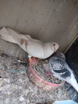 جوزين تحتهم فرخين