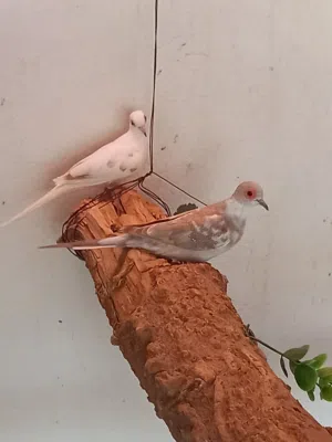 زوجين زوج دوف المكسيكي زوج اليمام الماسي المنقط