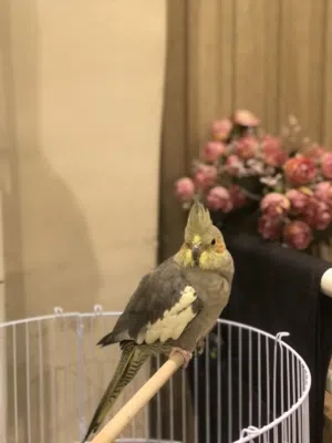 طير كروان للبيع