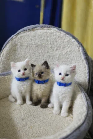 قطط هملايا العمر شهرين  التواصل ع مسجات الصفحه او واتس اب فقط  الرقم لا برسل ولا بستقبل 2 ذكور وانثى