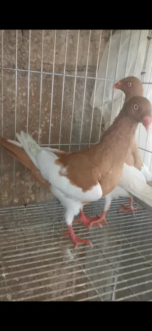 5 جواز سلافر قصه صفر 4 حبات مخاليف فلت