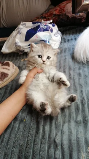 Persian2