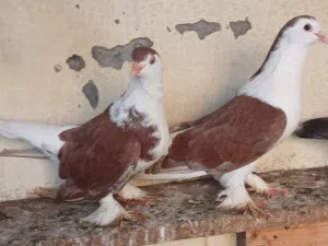 حمام الزينه ازواج وصحه جيده
