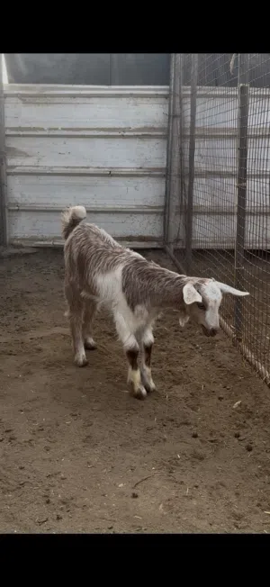 معز تحتها صخل و معز و صخله