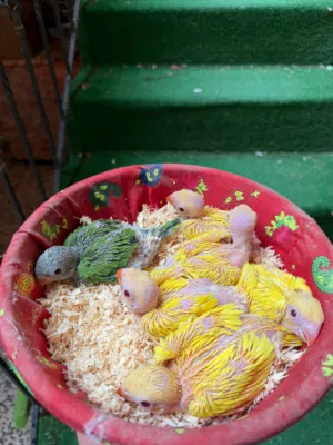 للبيع ببغاء متو ، الأصفر والأخضر