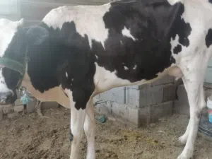 بچر اول بطن وراها عجل