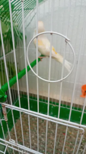 طيور كناري
