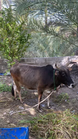 للبيع بقر شي للتربيه وشي لذبح شوففف الوصف الرجاء التواصل ع الرقم أنا مجرد ناشر شوووف الوصففففففففففف