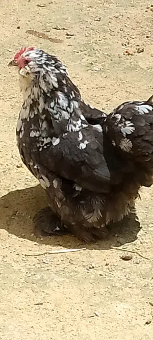 دجاج فروج عربي استرالي