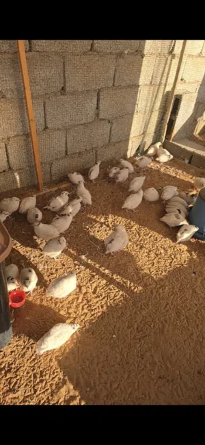 سمان جامبو صحتهم ممتازة العدد 65