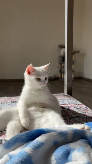 Beautiful white female cat for sell