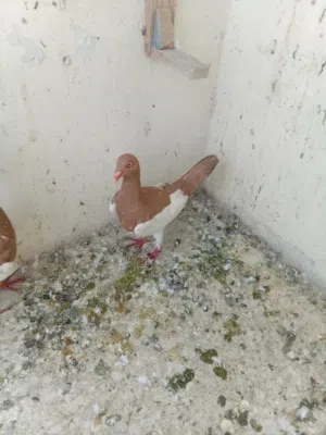 جوز وفحل طير حمام