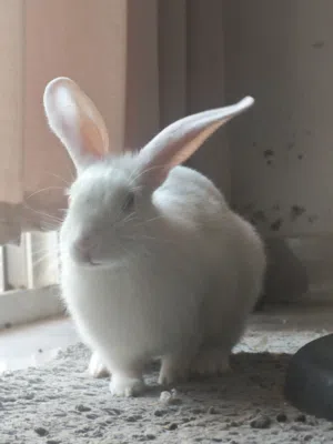 الارنب بحجم وسط للبيع