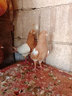 ‏حمام‏3