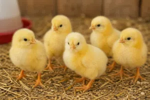 صوص دجاج كيوت وجميل